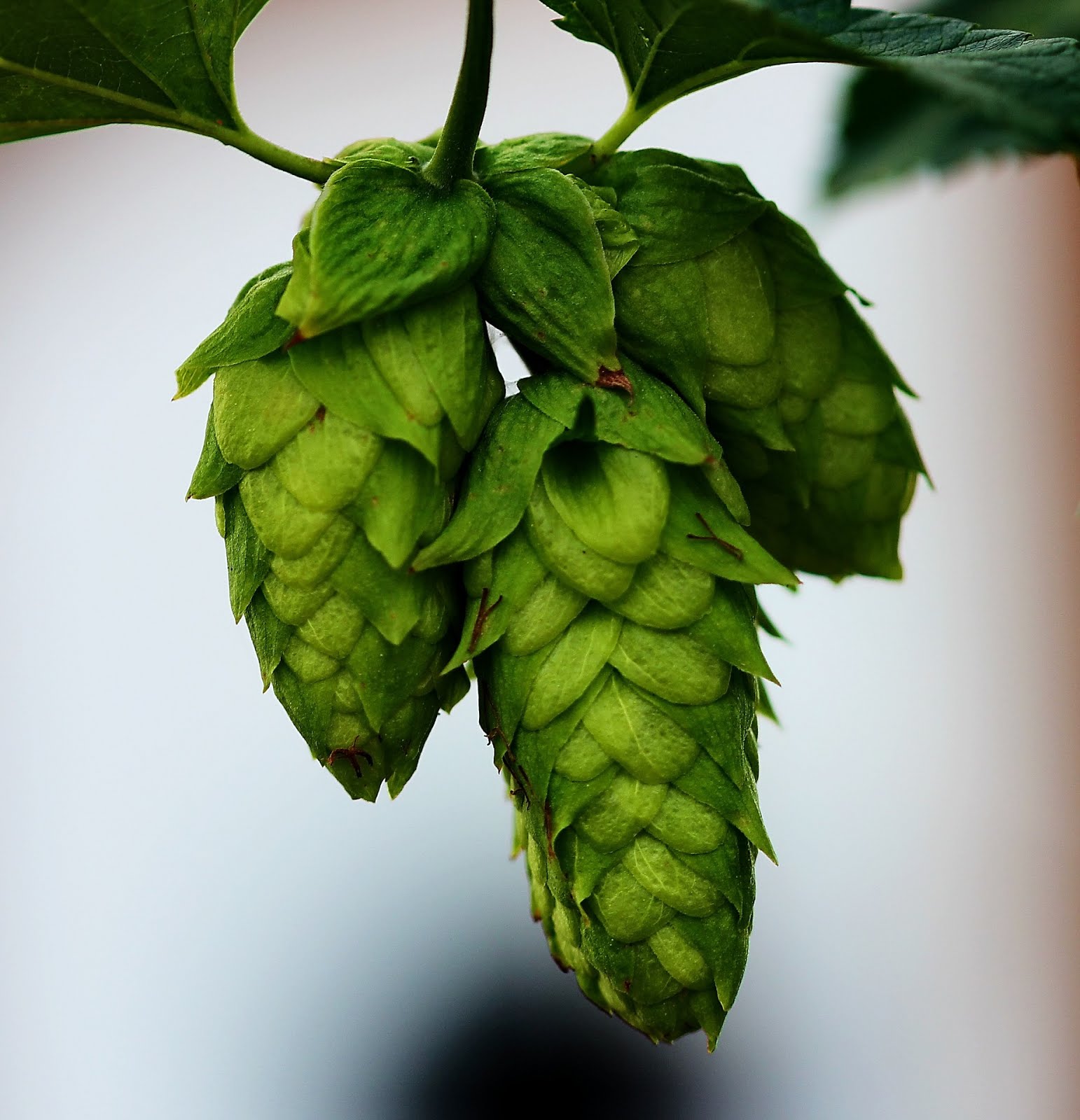 Dry hopping: ako dostať do piva výraznú arómu chmeľu