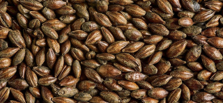 Simpsons CHOCOLATE MALT EBC 1067 - 1300   - 0,5 Kg