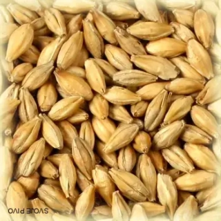 Castle zadymený slad 4-12 EBC - 0,5 kg