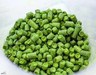 SAAZ Shine - 100 g - český chmeľ